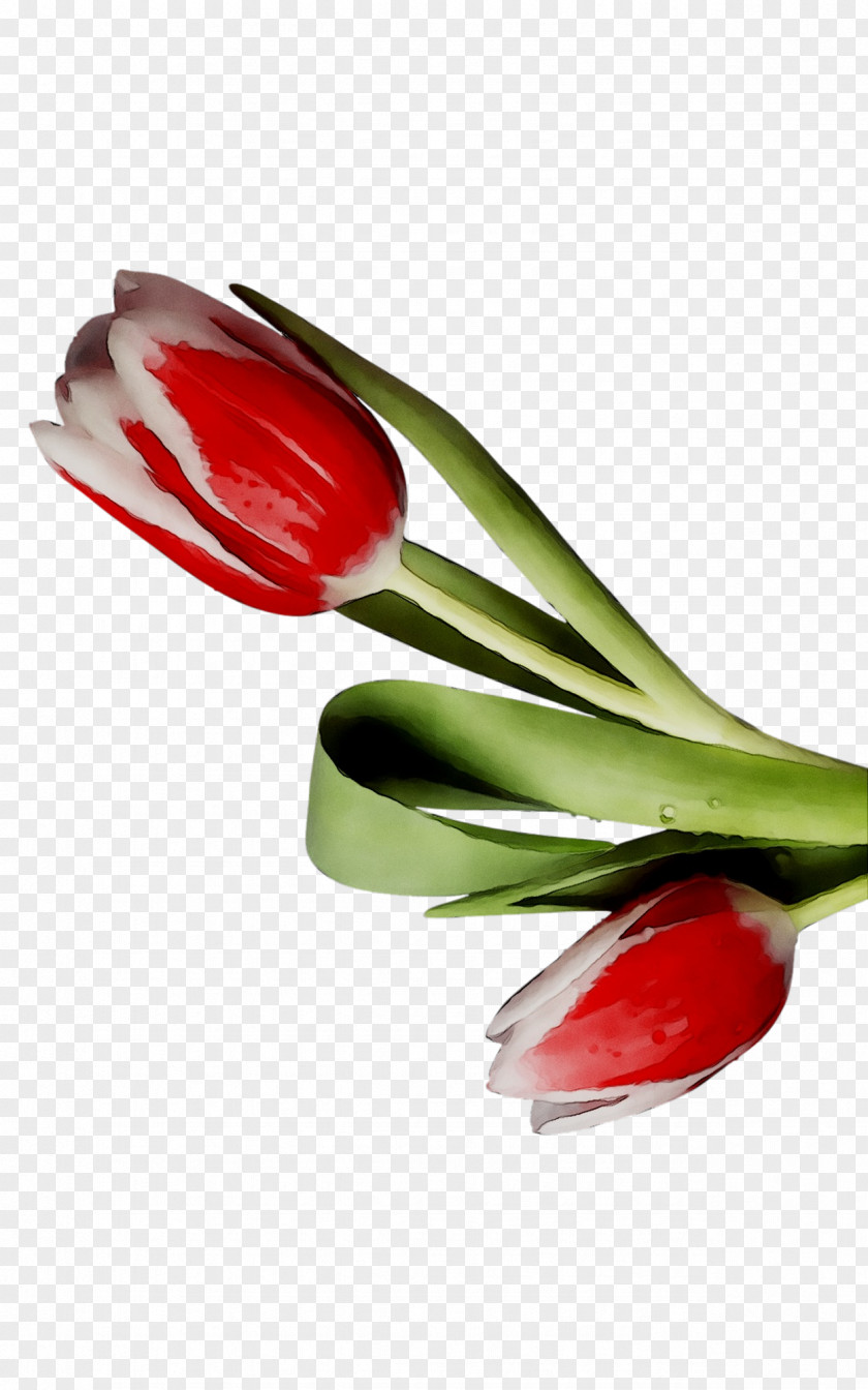 Tulip Cutlery Product Design PNG