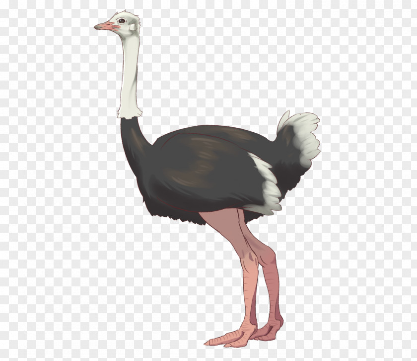 Common Ostrich Bird Animal Niconico Seiga PNG