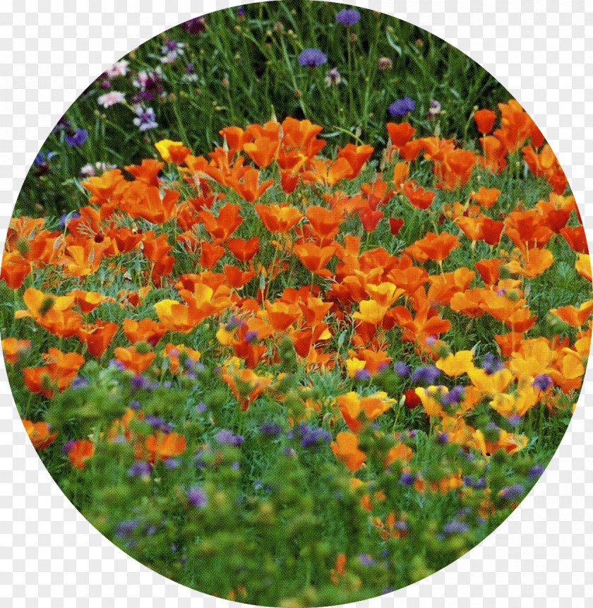 Field Wildflowers Annual Plant PNG