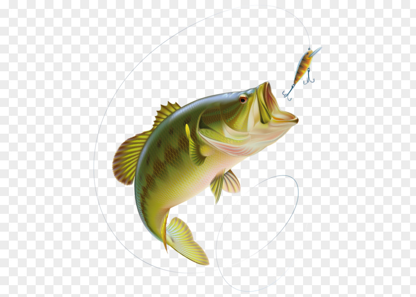 Fishing Largemouth Bass Clip Art Vector Graphics PNG