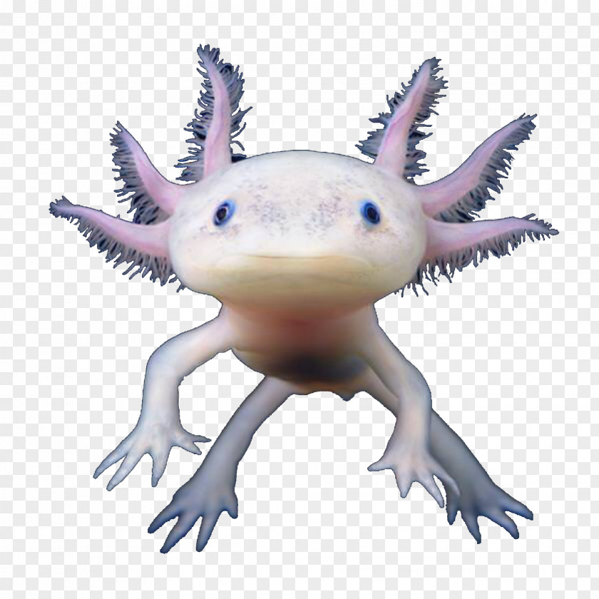 Salamander Tiger Axolotl Animal Clip Art PNG