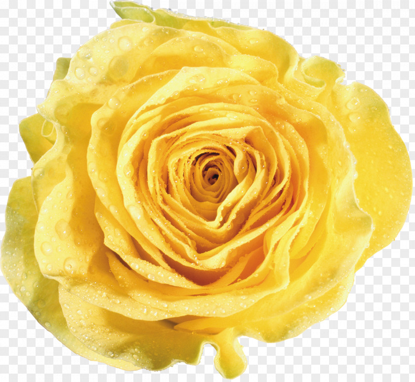 White Rose Garden Roses Yellow Flower PNG