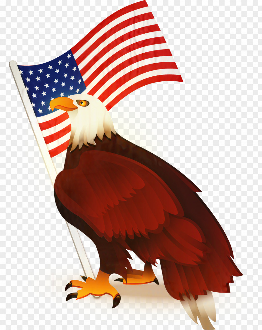 Bald Eagle United States Vector Graphics PNG