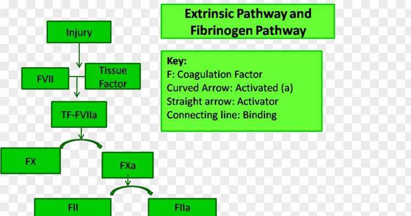 Blood Coagulation Thrombus Definition Fibrinogen PNG