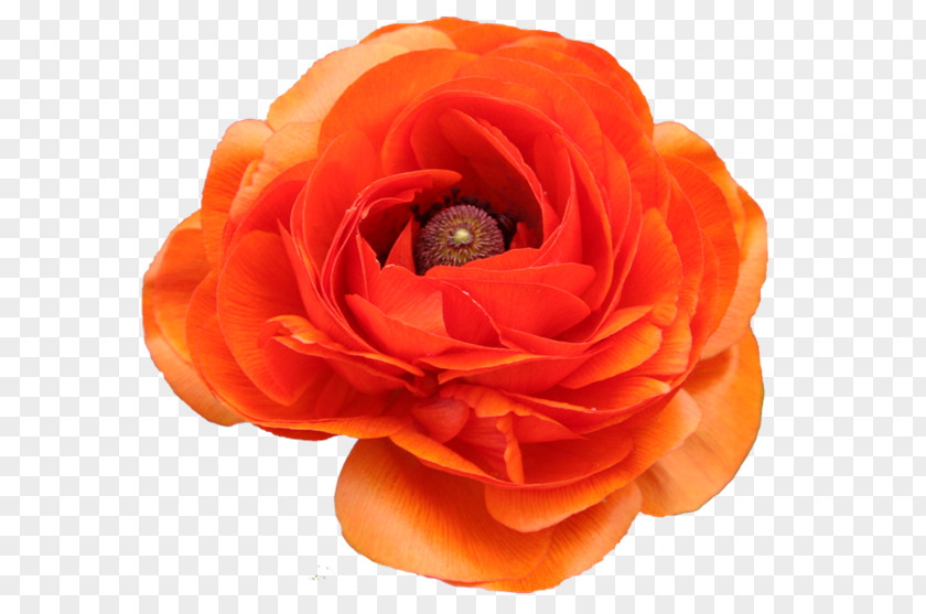 Creative Floral Design Vector Material Garden Roses PhotoFiltre PaintShop Pro Pink Color PNG