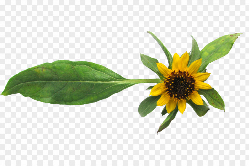 Sunflowers Common Sunflower Seed Helianthus Exilis Crop PNG