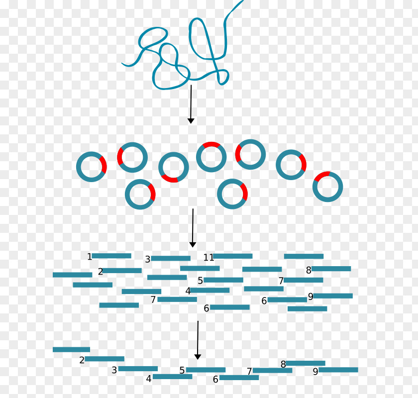 Technology Molecular Cloning Biology DNA Genetics PNG