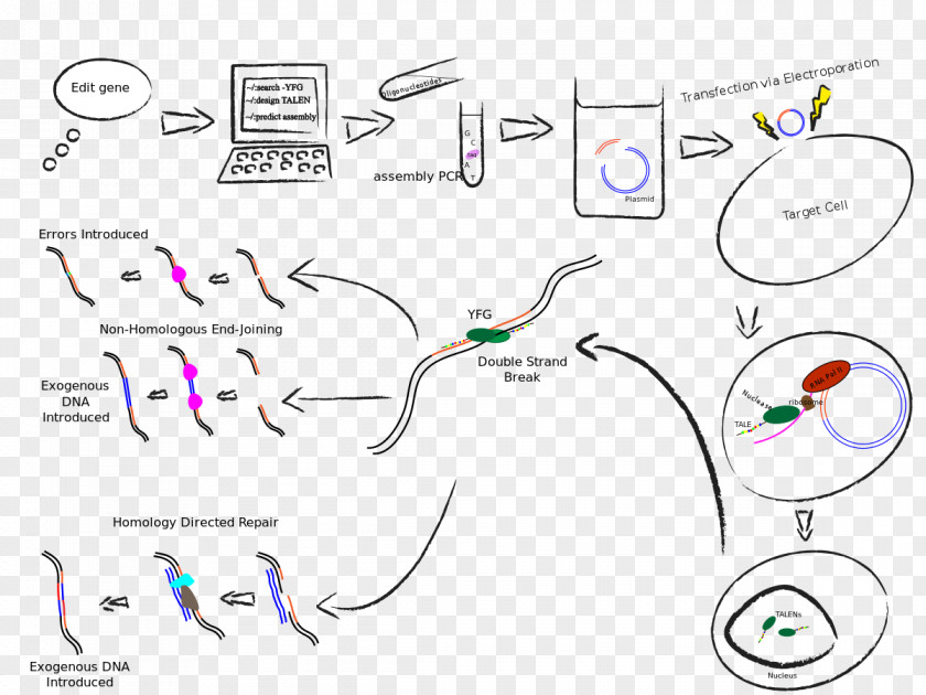 Technology Transcription Activator-like Effector Nuclease Genome Editing Immune Checkpoint PD-L1 PNG