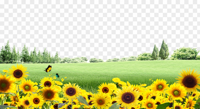 Meadow Sunflower Background Material Common PNG