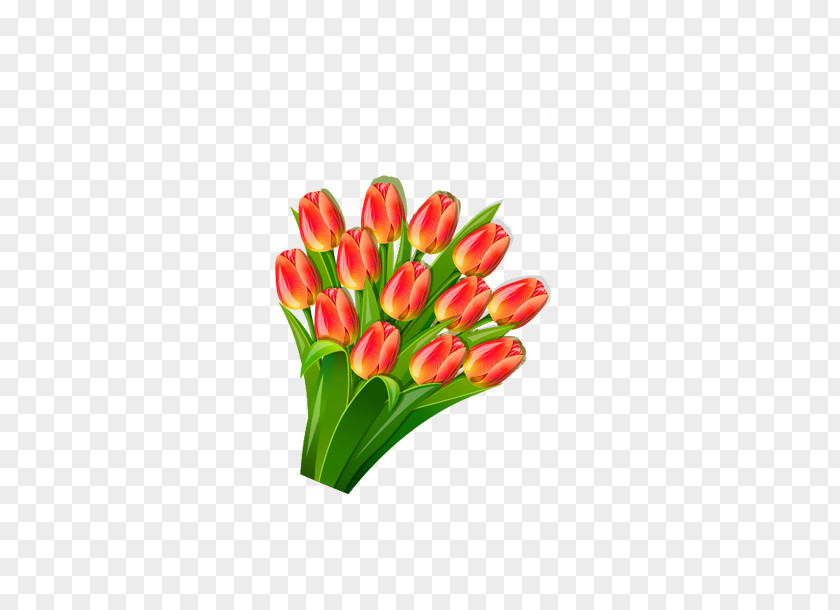 Vector Lily Tulip Lilium Euclidean PNG