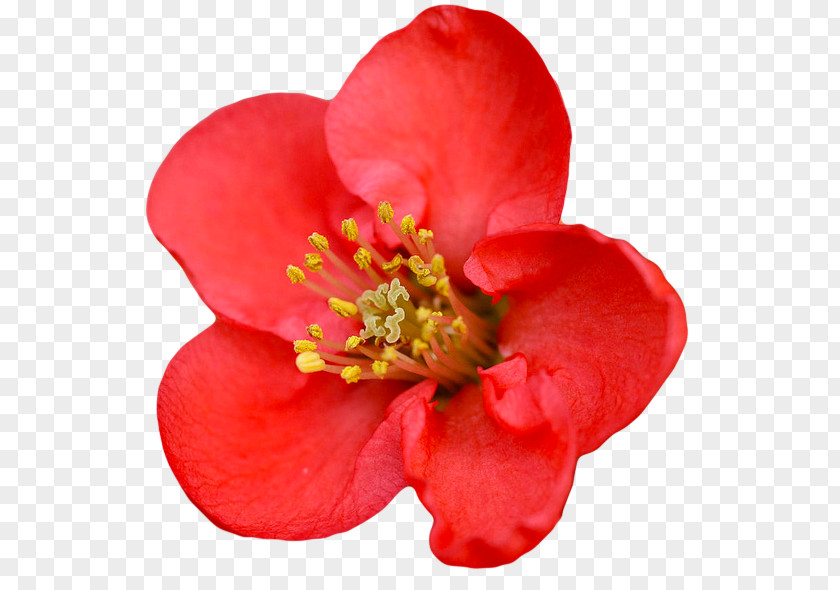 Watercolor Rose Chaenomeles Speciosa Japonica Flower Red Shrub PNG