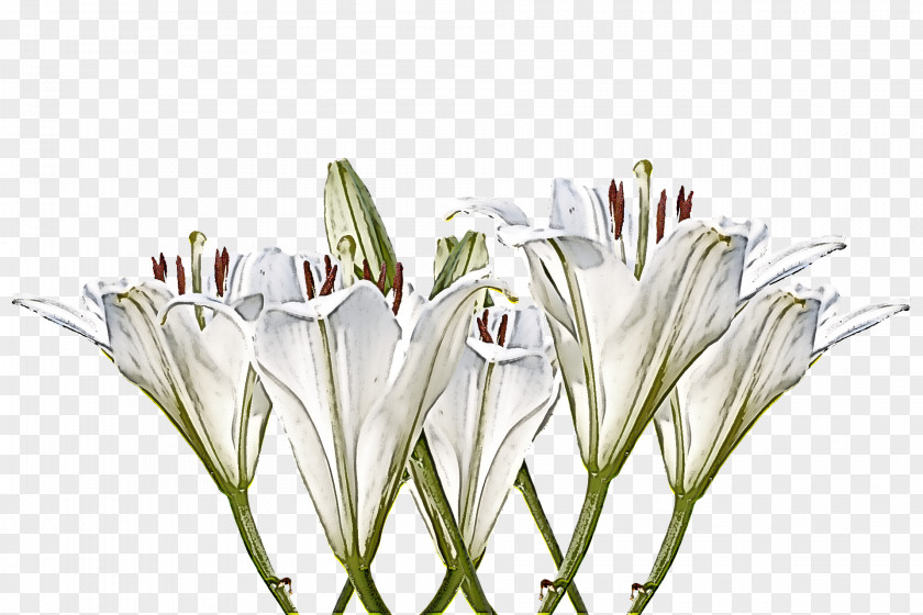 White Flower Plant Grass Crinum PNG