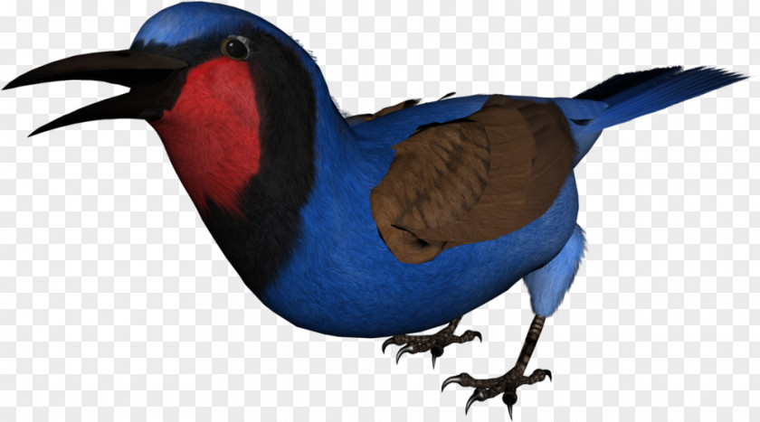 Bird Beak Feather Clip Art Animal PNG