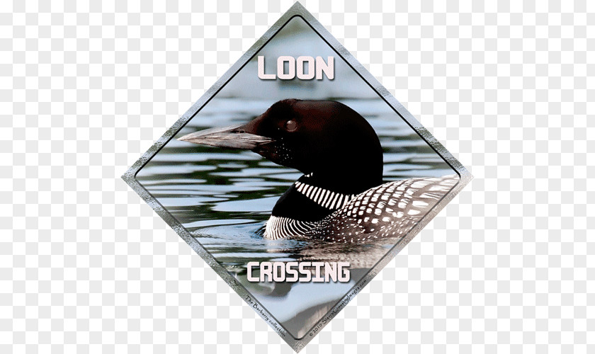 Duck Advertising Loons Refrigerator Magnets Vehicle License Plates PNG