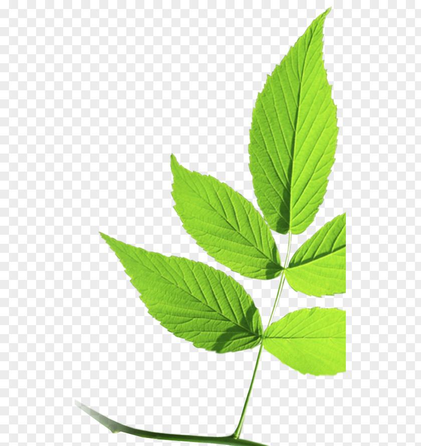 Leaf Hemp Cannabis Herb Plant Stem PNG