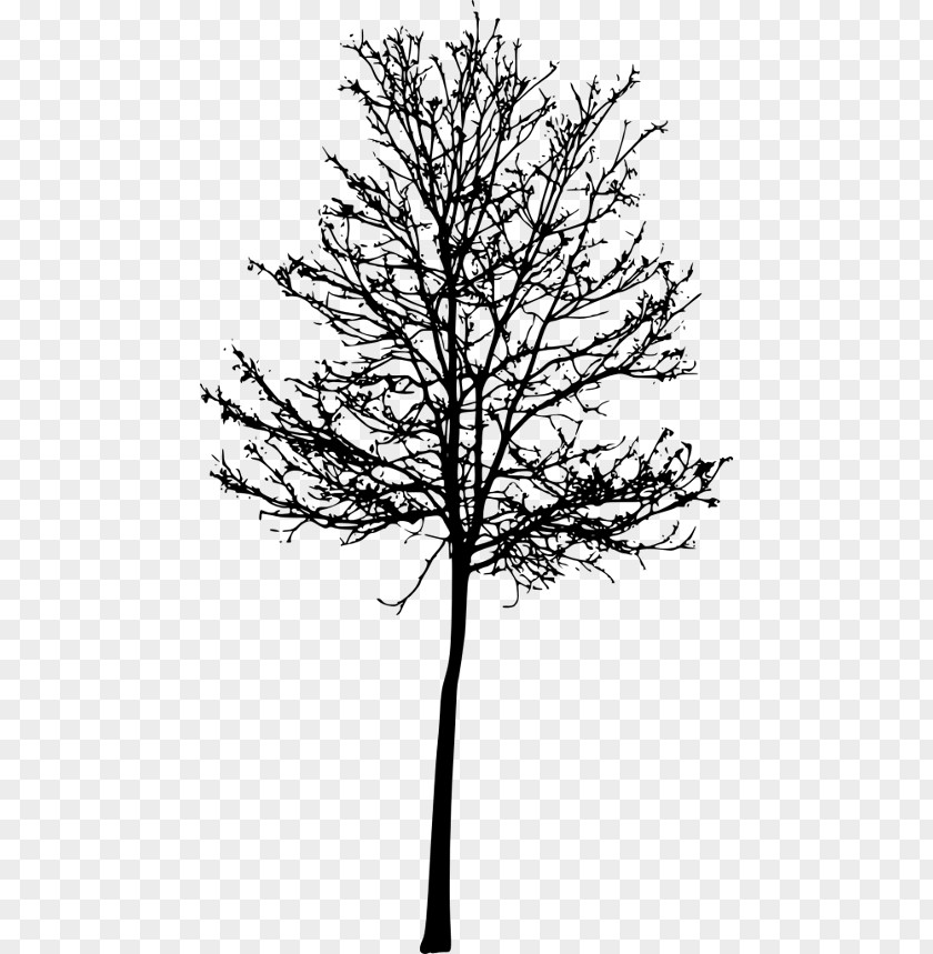 Transparent Tree Silhouette Clip Art Image Vector Graphics PNG