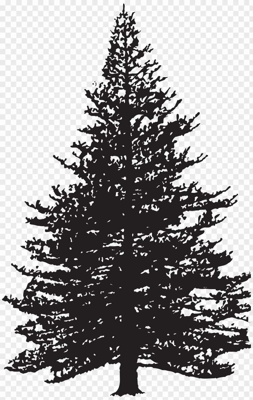 Tree Clip Art Fir Drawing Pine Image PNG