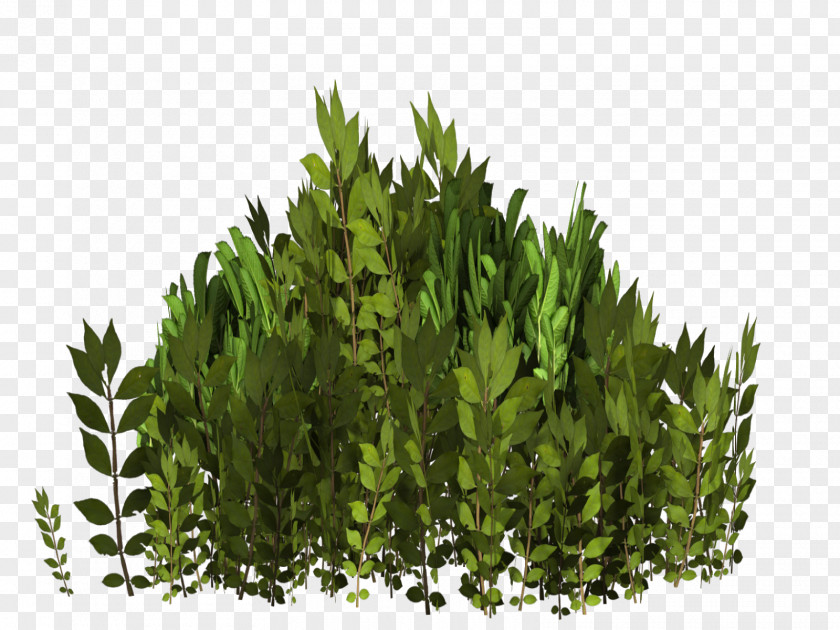 Tree Evergreen Shrub Grasses Leaf PNG