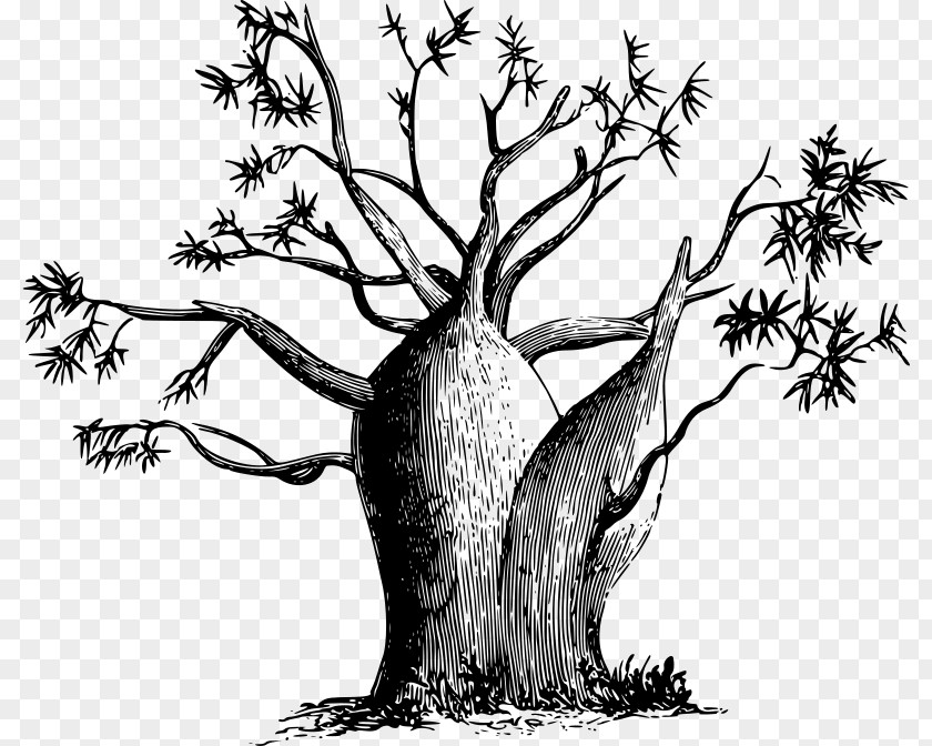 Baobab Adansonia Gregorii Clip Art PNG