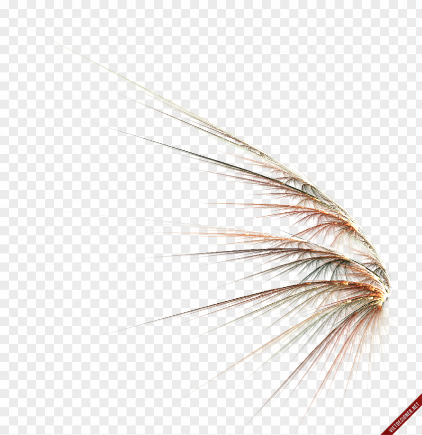 Feather Drawing Clip Art PNG