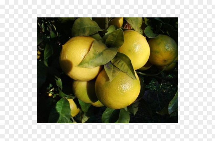 Lemon Citron Bergamot Orange Reggio Calabria Rangpur PNG
