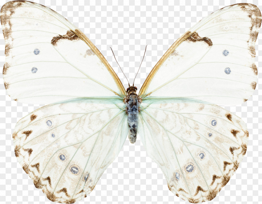 Moth Butterfly Sorority Of Hope: Women United By Possibility Insect Light PNG