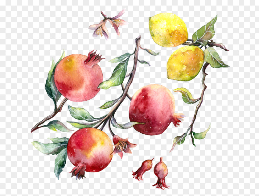 Pomegranate Apple Watercolor Painting Drawing PNG