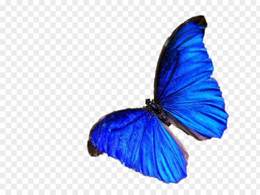 Real Butterfly Nymphalidae Blue Color PNG