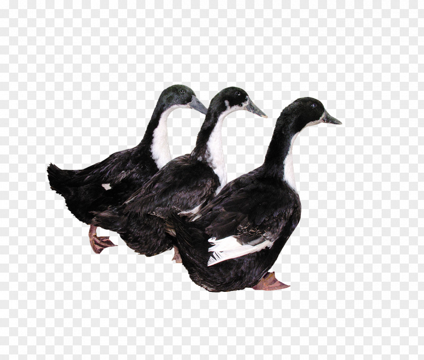 Three Black Duck Computer File PNG