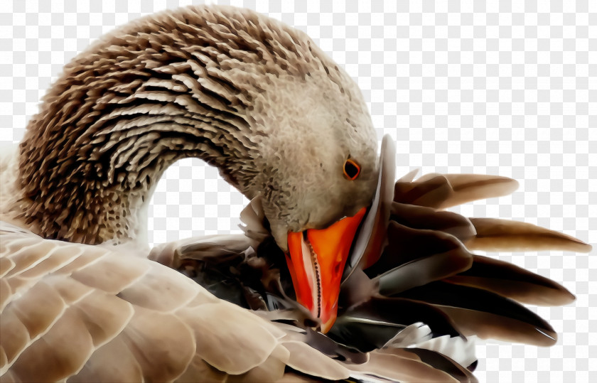 Adaptation Hunting Decoy Bird Beak Water Ducks, Geese And Swans Duck PNG