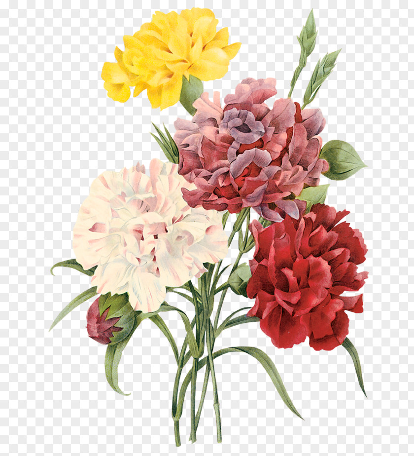 Flower Choix Des Plus Belles Fleurs Carnation Botanical Illustration Botany PNG