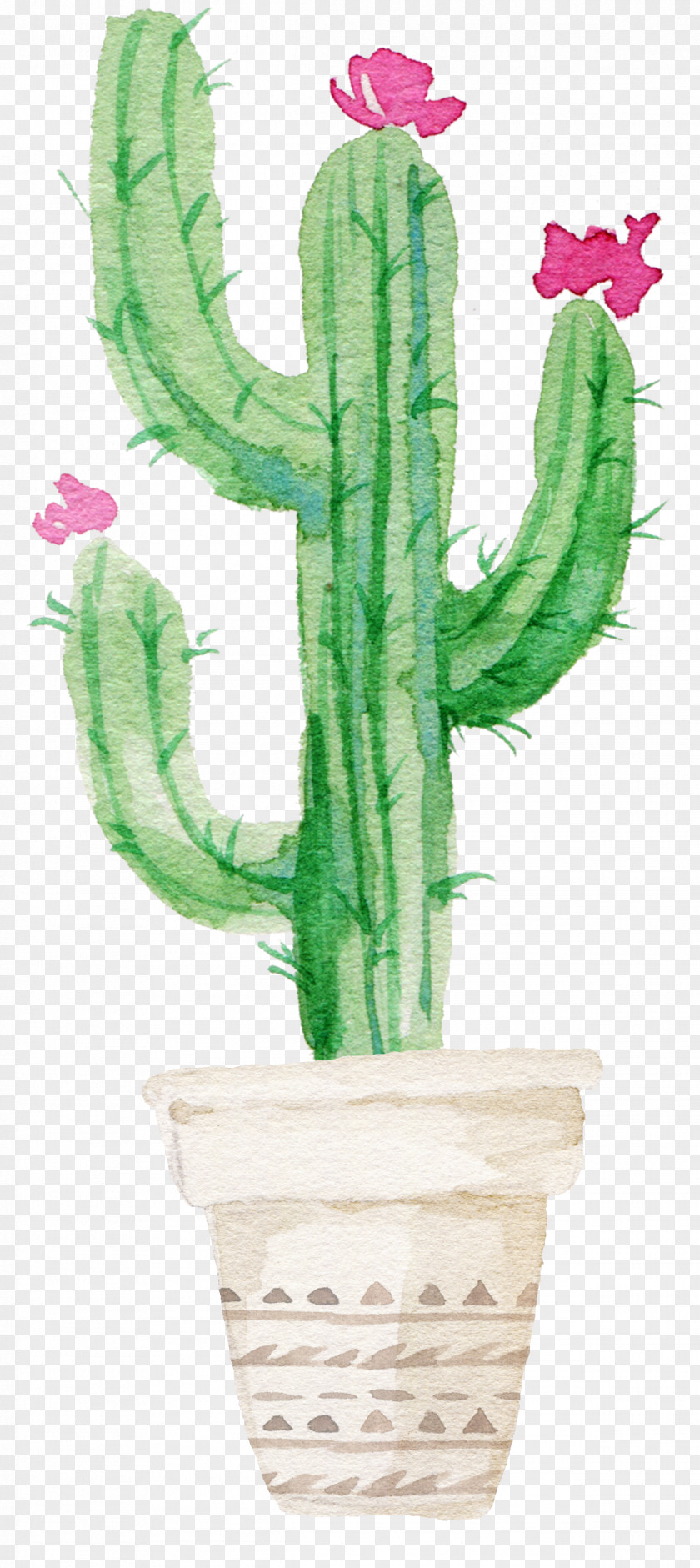 Flowering Cactus Succulent Plant Watercolor Painting Drawing Cactaceae PNG