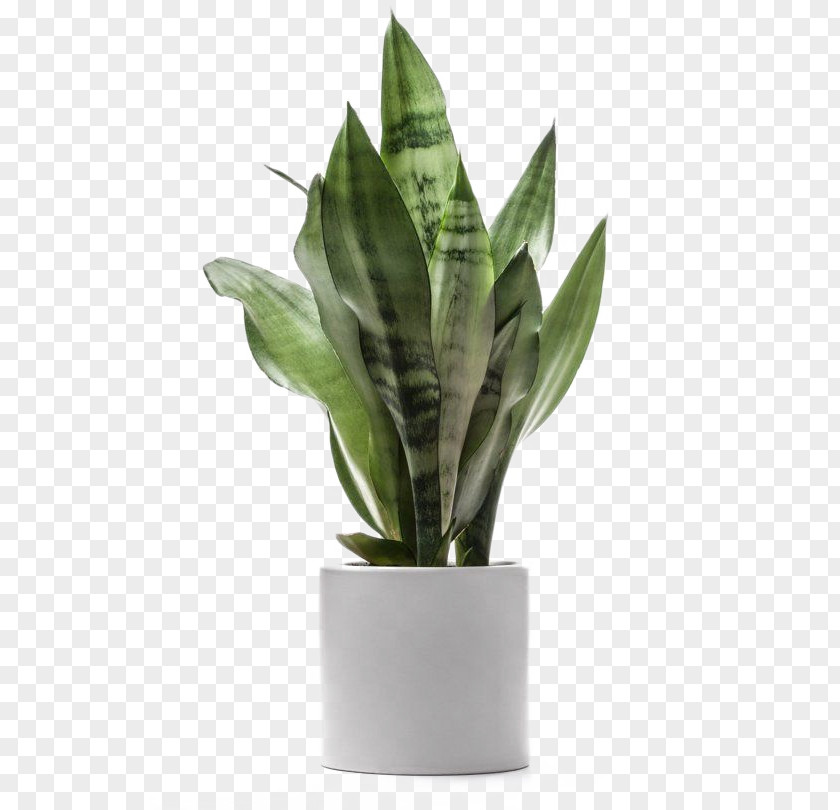 Green Plants Potted Large Leaves Deductible Houseplant Dragon Tree Dracaena Fragrans Light PNG