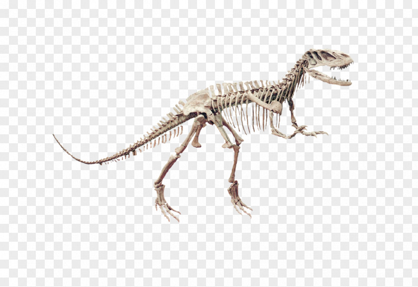 H&m Logo Velociraptor Tyrannosaurus Fauna Terrestrial Animal PNG