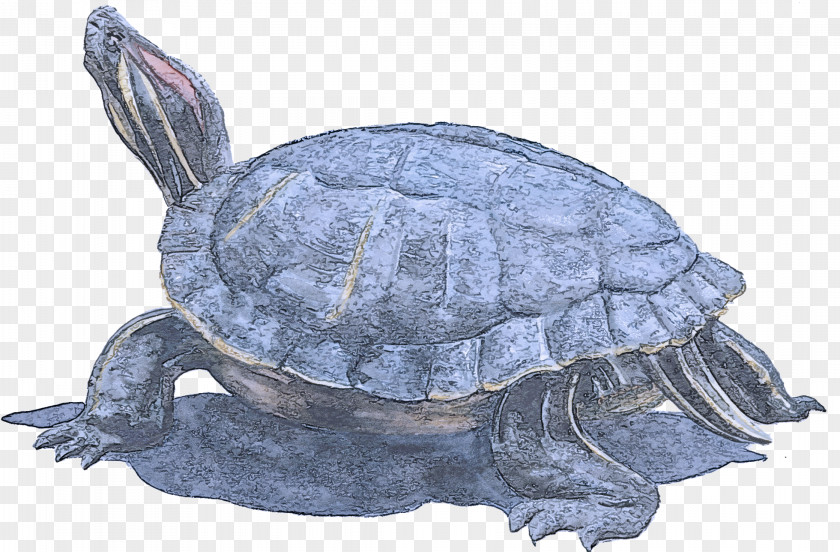 Kemps Ridley Sea Turtle Box Tortoise Pond Reptile Kinosternidae PNG