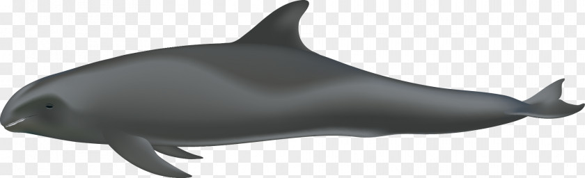 Melon Porpoise Tucuxi Common Bottlenose Dolphin Rough-toothed White-beaked PNG