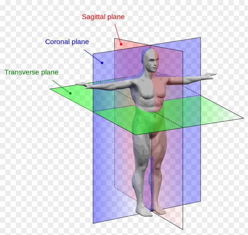 Plane Anatomical Anatomy Human Body Sagittal Transverse PNG