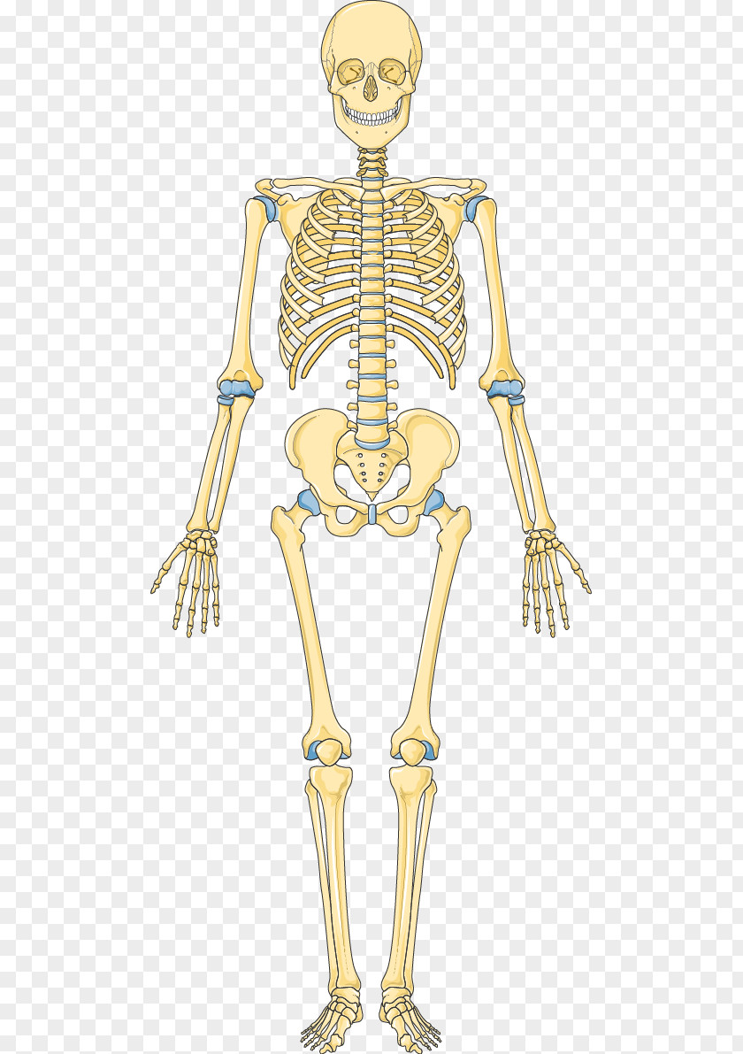 Skeleton Bone Human Hip Vertebral Column PNG