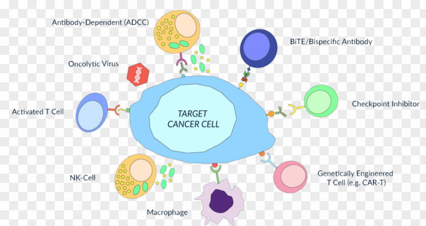 Sterilized Virus Antibody Antibody-dependent Cell-mediated Cytotoxicity Immunity Cancer Immunotherapy Immune System PNG