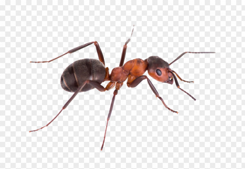 Ants Nest Pest Control Green Tree Ant Argentine Banded Sugar PNG