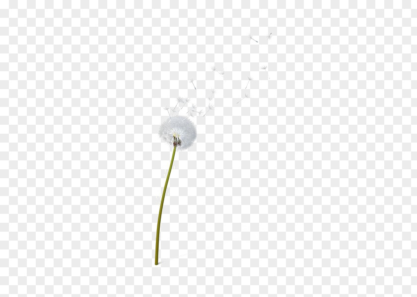 Dandelion Transparent Background Lighting Product Design Flower PNG