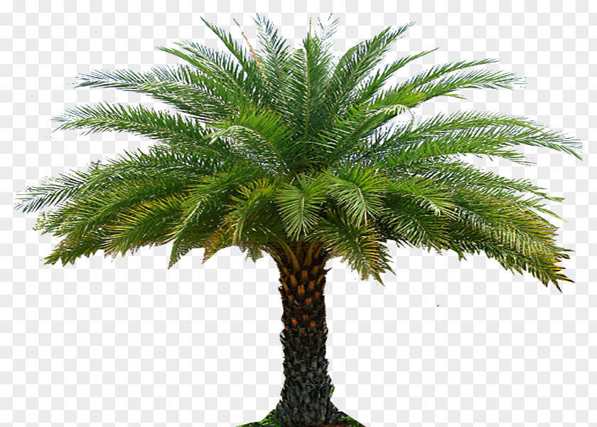 Date Palm Tree Arecaceae Garden Landscape Architecture Forest PNG