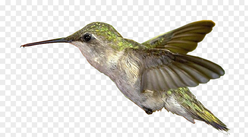 Espncom Bible Hummingbird Greeting PNG