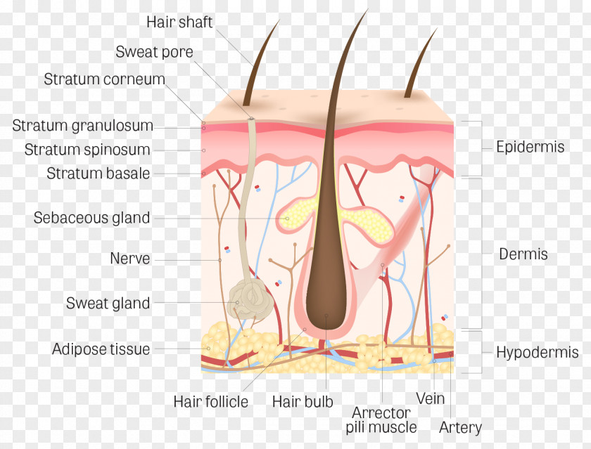 Follicle Human Skin Dermis Body Stratum Corneum Anatomy PNG