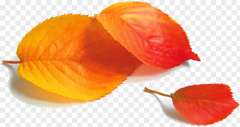 Red Autumn Leaves Poster POP PNG