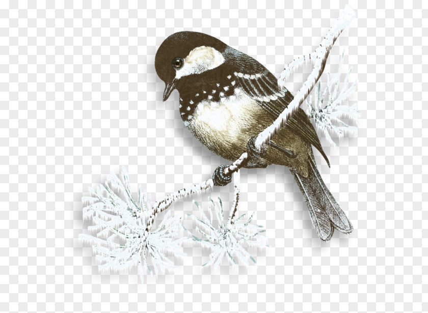 Snowy Birds In The Snow Flurry Winter Bird Clip Art PNG