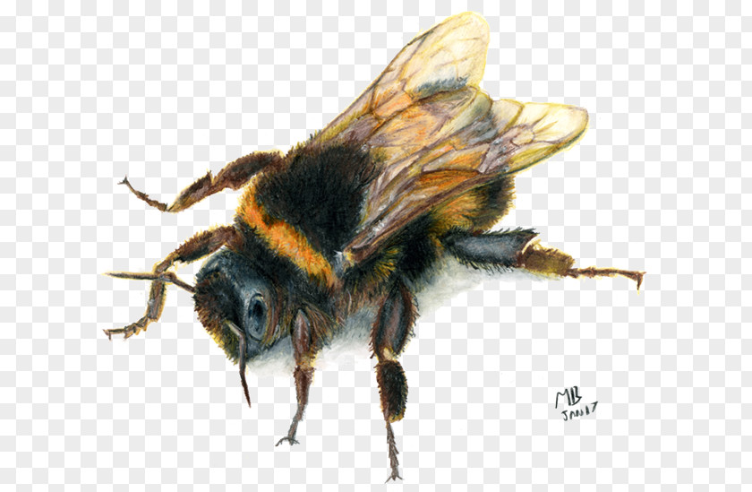 Bee European Dark Insect Sting Honey PNG