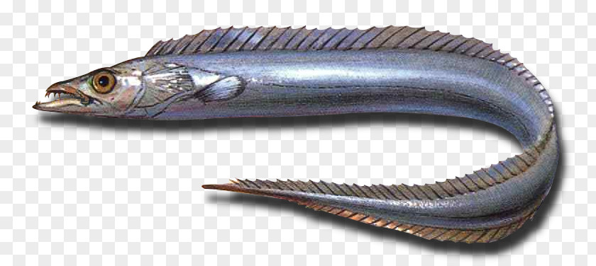 Fish Largehead Hairtail Fishing Sea Cutlassfish PNG