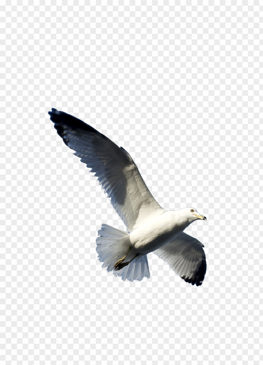 Flying Bird Gulls Flight Goose Wing PNG