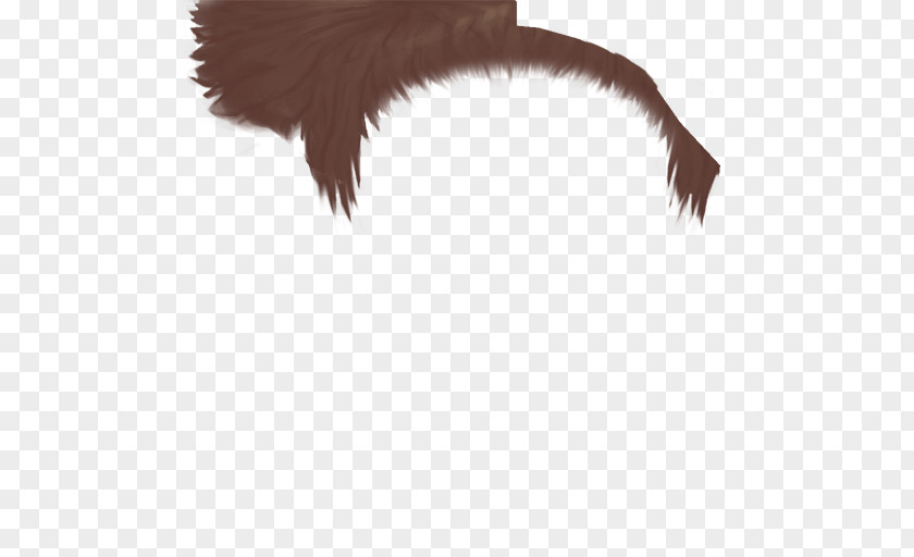 Hair Hd Eyelash Close-up Fur PNG